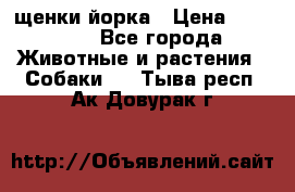 щенки йорка › Цена ­ 15 000 - Все города Животные и растения » Собаки   . Тыва респ.,Ак-Довурак г.